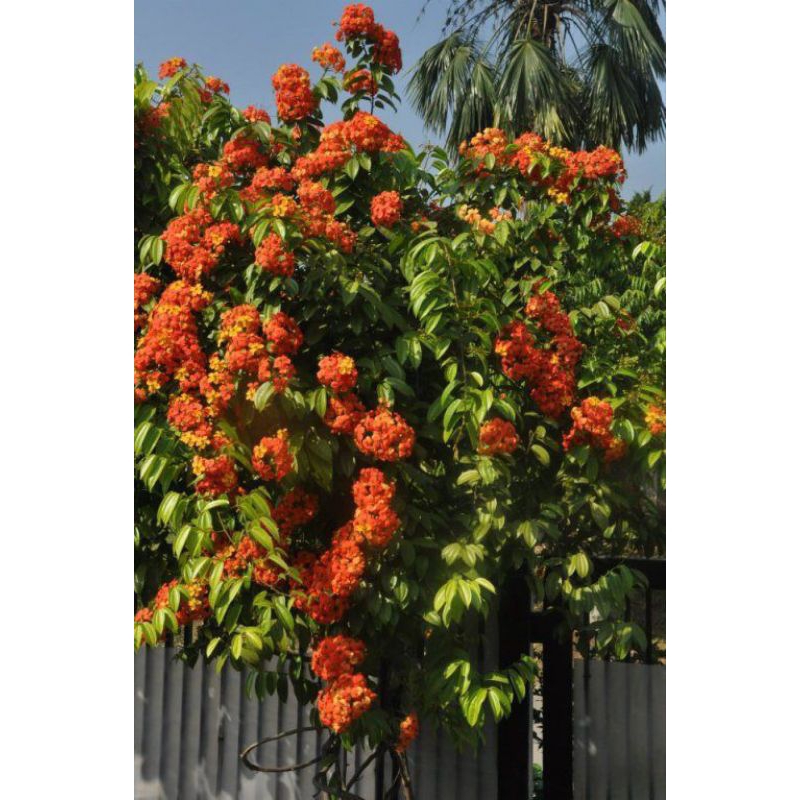 Jual Tanaman Hias Bauhinia Cocenea Oranye Pohon Hias Rambat Bauhinia