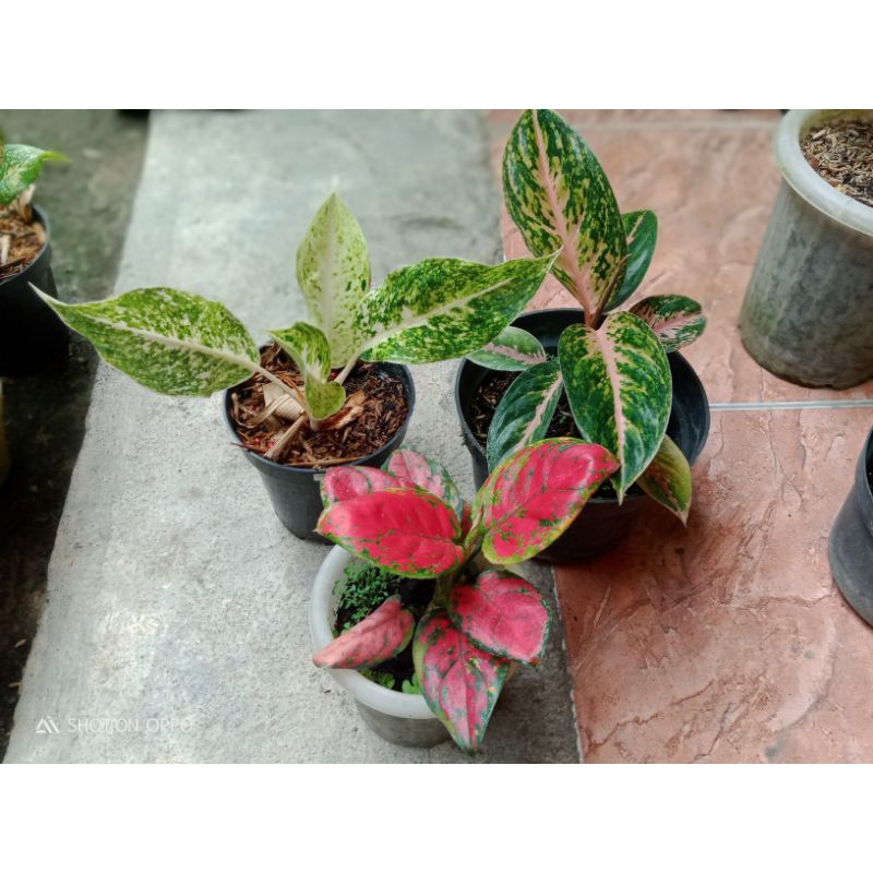 Jual Paket Aglaonema Murah Shopee Indonesia