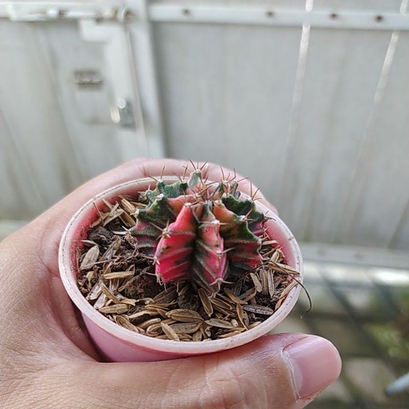 Jual Kaktus Gymno Miha Lb Variegata Shopee Indonesia