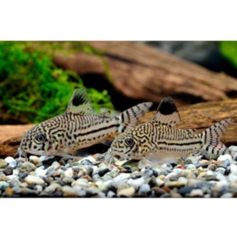 Jual Corydoras July Ikan Hias Pemakan Alga Sisa Pakan Ikan Aquascape