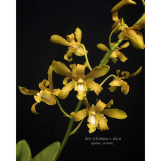 Jual Anggrek Spesies Dendrobium Sylvanum Flava Remaja Cm Shopee