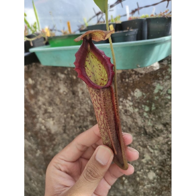 Jual Tanaman Hias Karnivora Cantik Kantong Semar Nepenthes Miranda