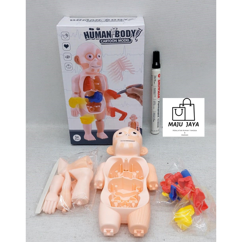 Jual Mainan Edukasi Puzzle 3D Human Anatomy Tubuh Organ Manusia Alat