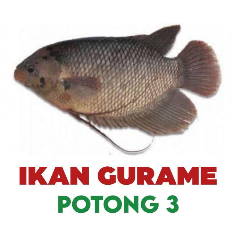 Jual Ikan Lele Nila Patin Gurame Kembung Temufresh Ikan Segar