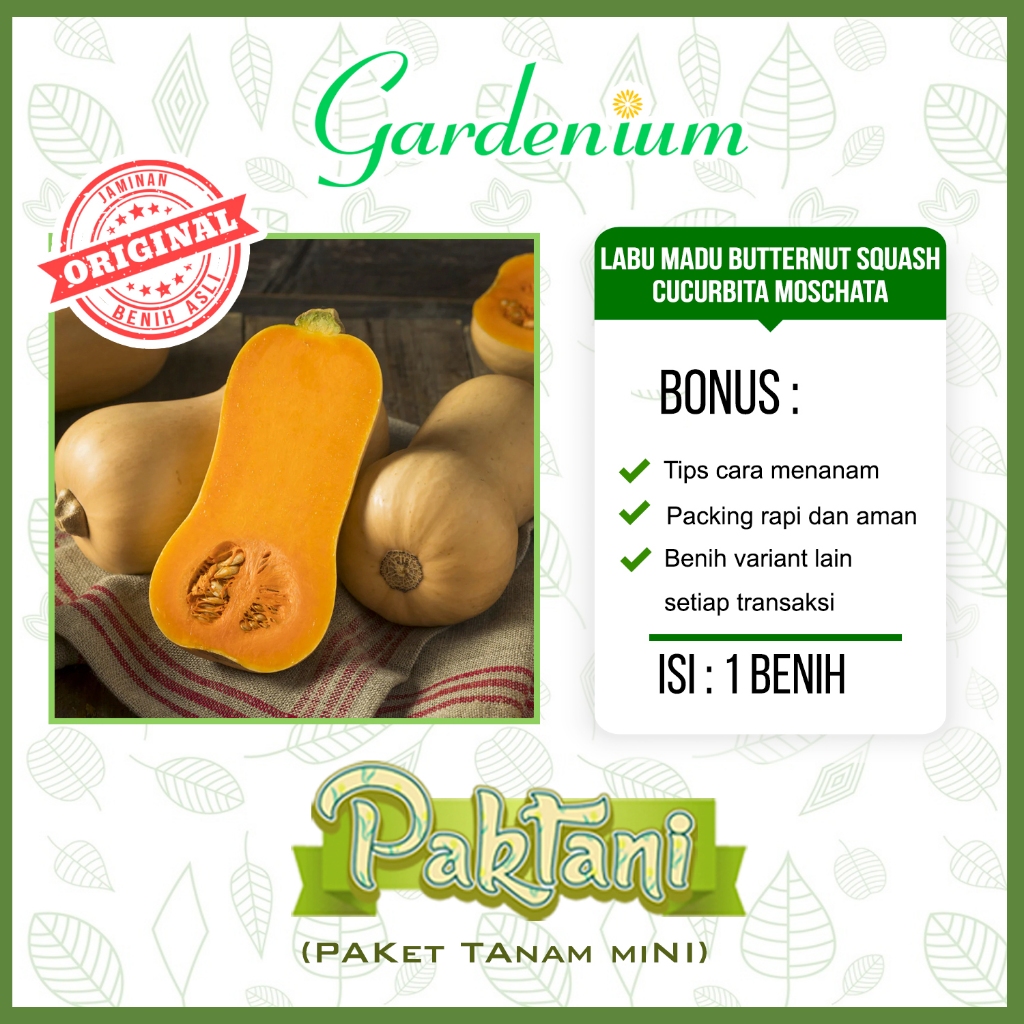 Jual 1 Benih Labu Madu Butternut Squash Tanaman Buah Unggul Paktani