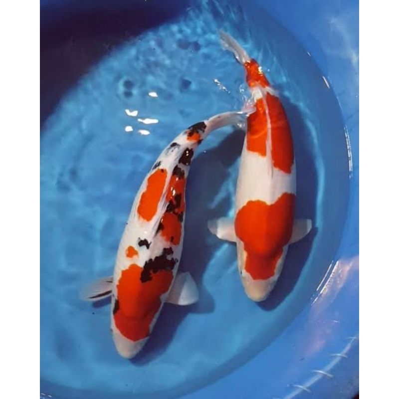 Jual Bibit Nener Ikan Koi Kohaku Sanke Dan Platinum Kumpay Slayer Dan