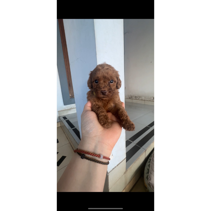 Jual Toy Poodle Jantan Betina Surat Stambum Dan Vaksin Shopee Indonesia