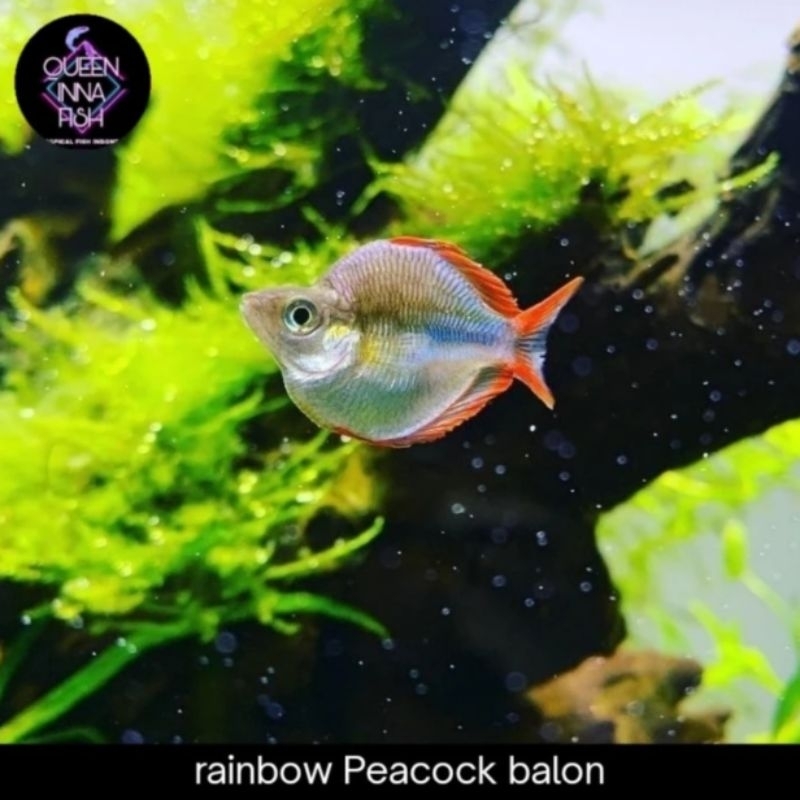 Jual Ikan Rainbow Fish Peacock Balon Melanotaenia Praecox Shopee