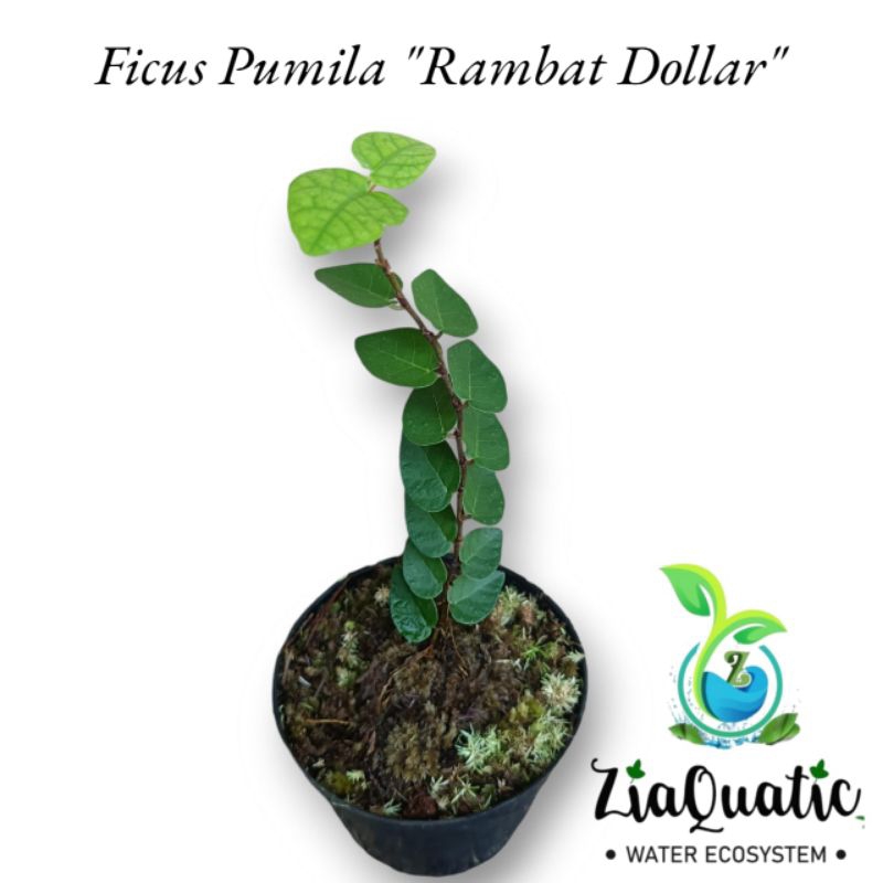 Jual Ficus Pumila Rambat Dollar Tanaman Hias Rambat Paludarium