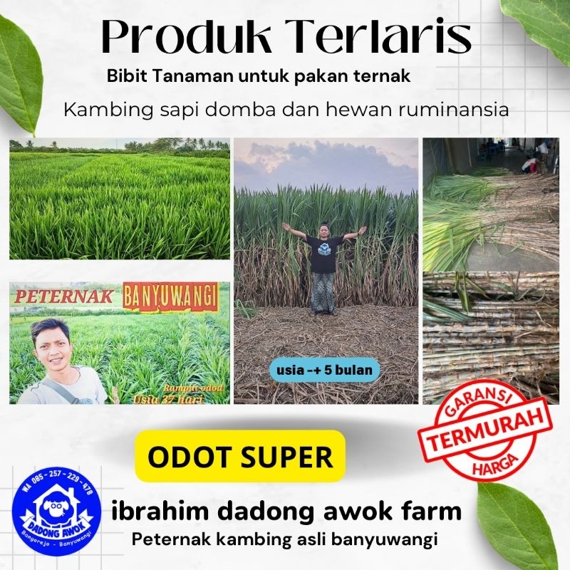 Jual Bibit Rumput Odot Super Bibit Rumput Pakan Ternak Bibit Rumput