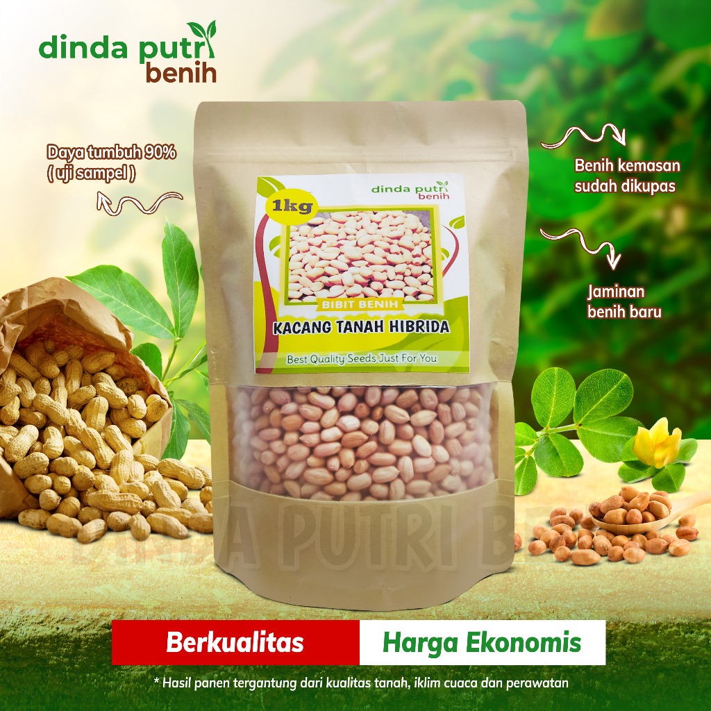 Jual Benih Kacang Tanah Hibrida Kulit Putih Super Jumbo Isi Kg Super