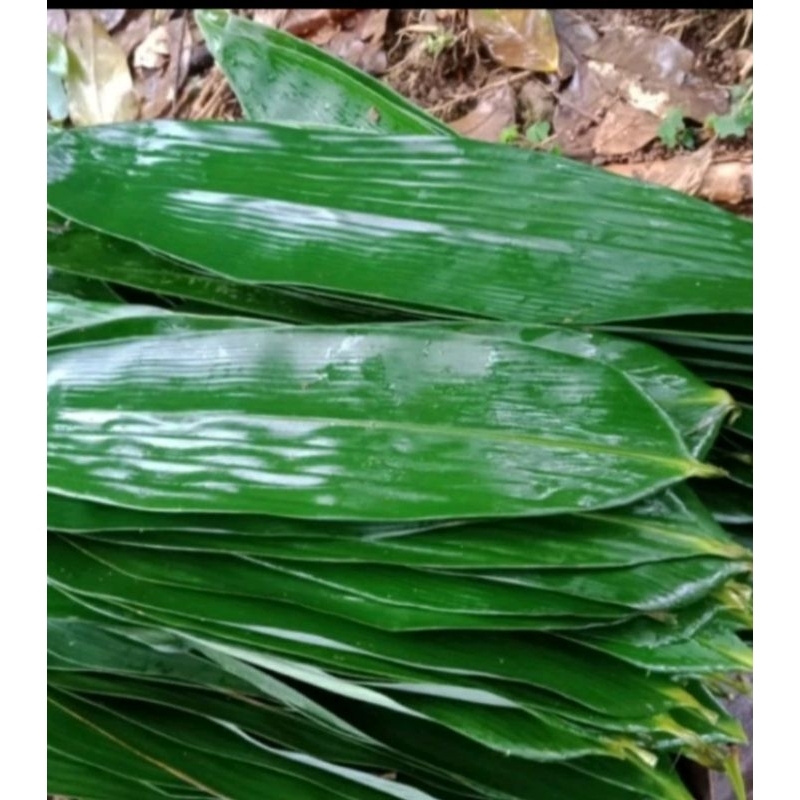 Jual Daun Bambu Bakcang 150 Lembar Daun Bambu Segar Bungkus Bakcang