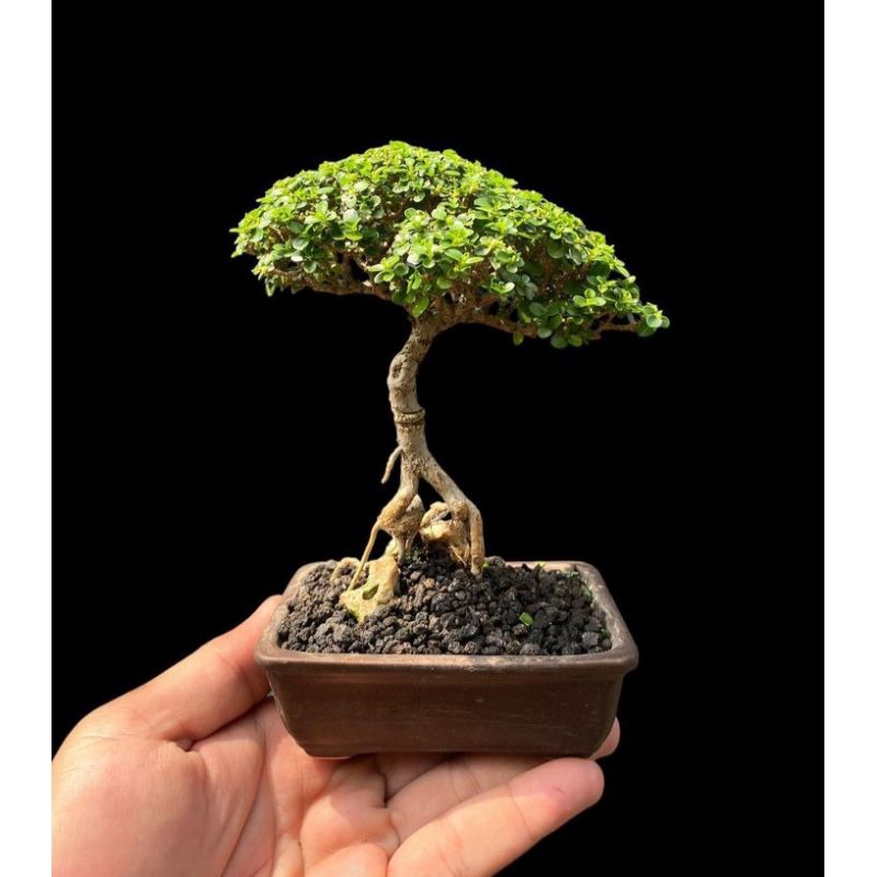 Jual Tanaman Bonsai Sancang Bonsai Matang Rimbun Siap Pajang Shopee