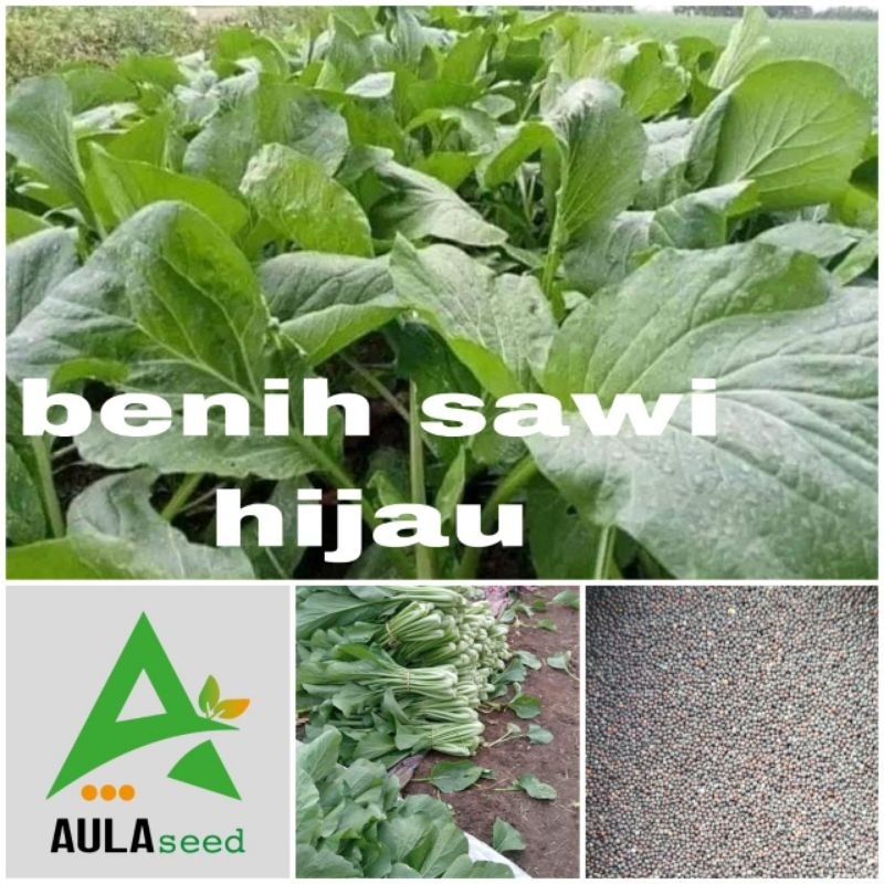 Jual Benih Sawi Hijau Caisim 1000 Butir Shopee Indonesia