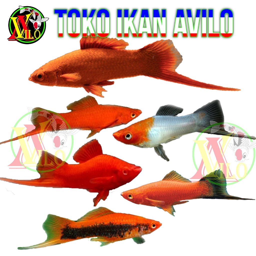 Jual Ojek Ikan Hias Platis Platy Swordtail Fish Shopee Indonesia