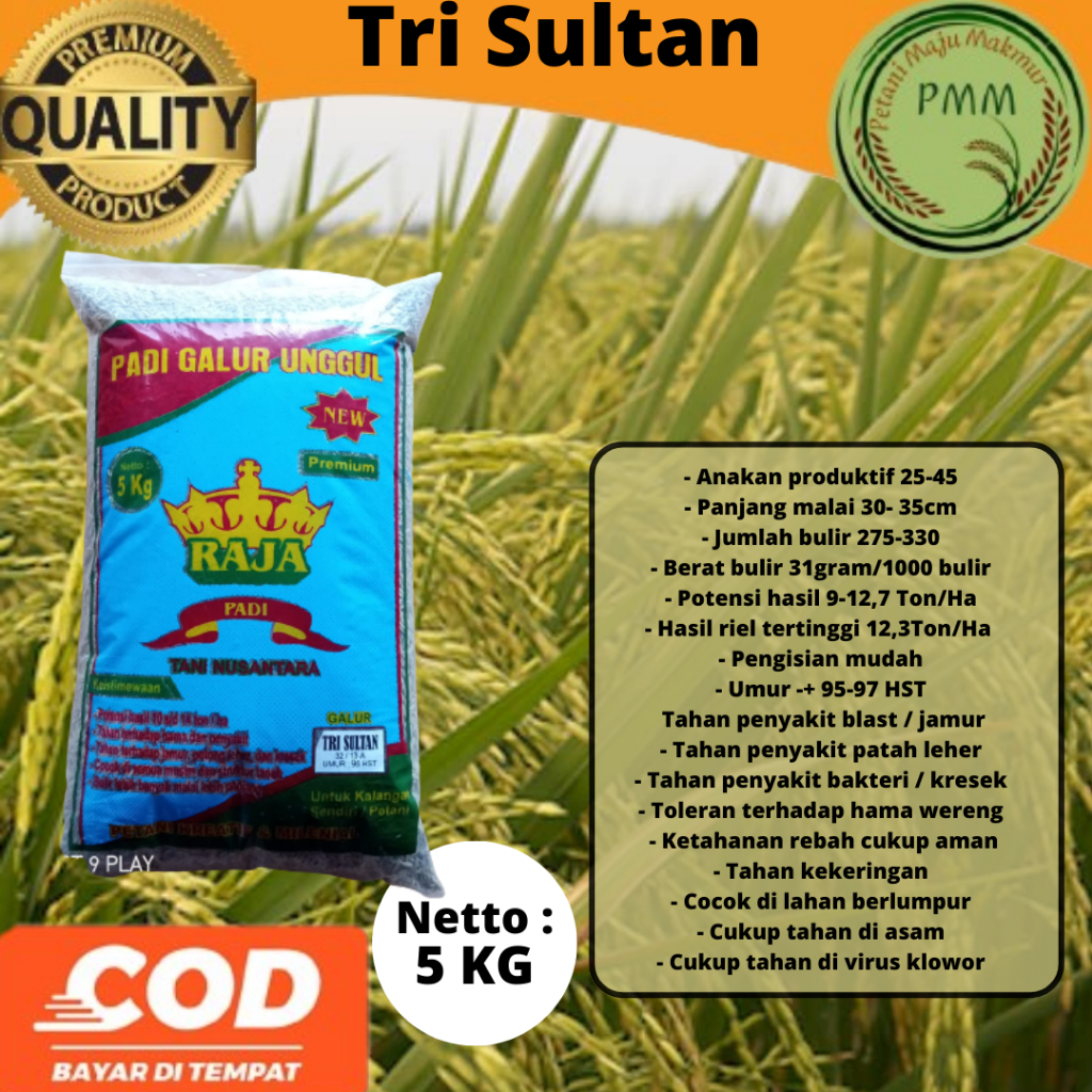 Jual Biji Padi Unggul TRI SULTAN Persilangan 32 13A Kemasan 5KG