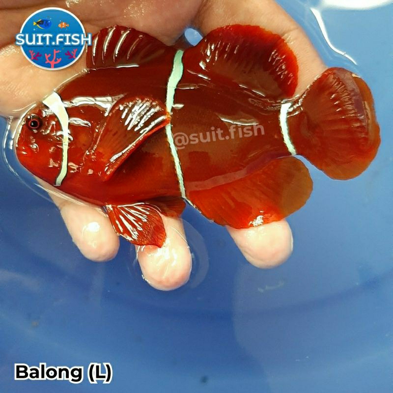 Jual Ikan Hias Air Laut Balong Maroon Clownfish Shopee Indonesia