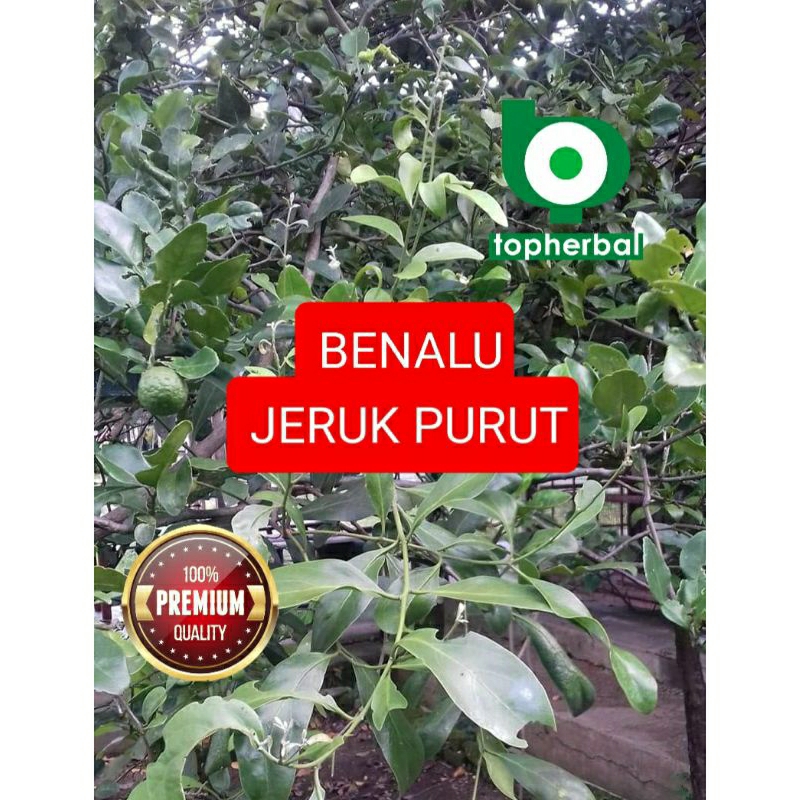 Jual Benalu Jeruk Purut Kering Gram Shopee Indonesia