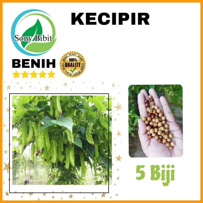 Jual 5 Biji Benih Kecipir Sayur Varietas Puspa Dewi Pabrikan Benih