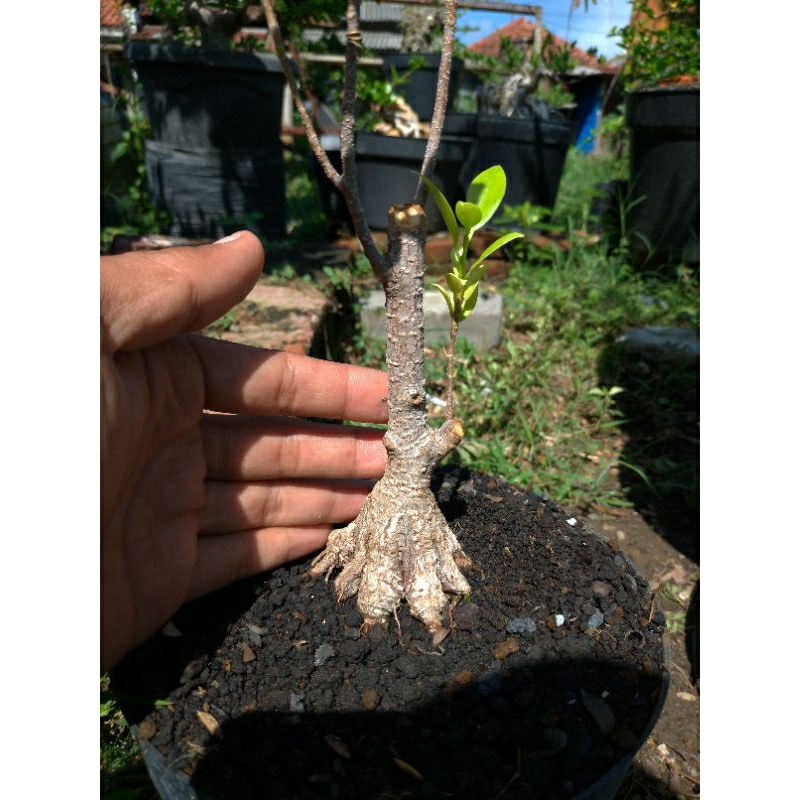 Jual Bahan Bonsai Beringin Kimeng Program Pecah Batang Shopee Indonesia