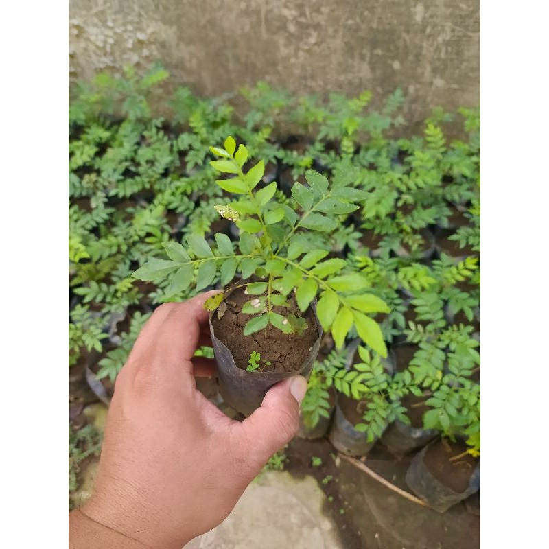 Jual Bibit Salam Koja Daun Kari Daun Kare Shopee Indonesia