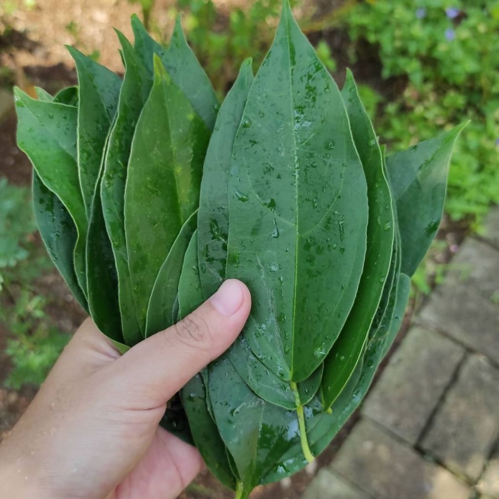 Jual Daun Cincau Ki Panas 50 Lembar Baru Di Petik Shopee Indonesia