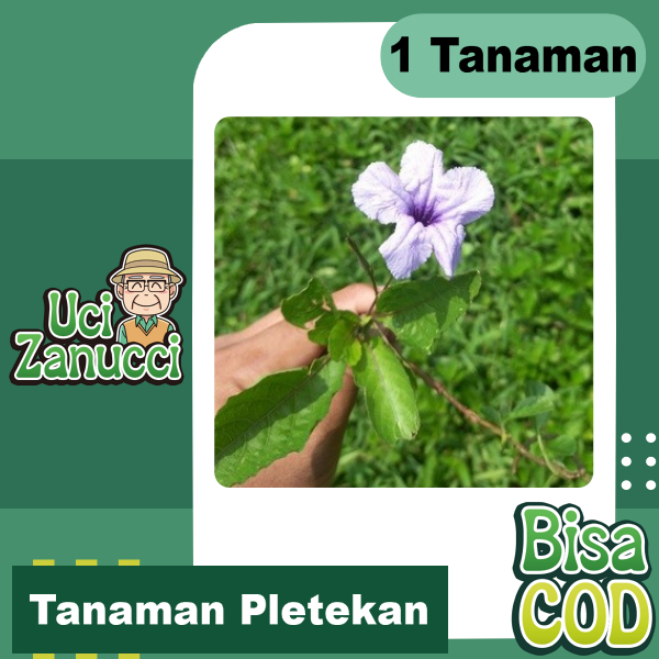 Jual Tanaman Pletekan Kencana Ungu Harga Satuan Batang Akar Daun