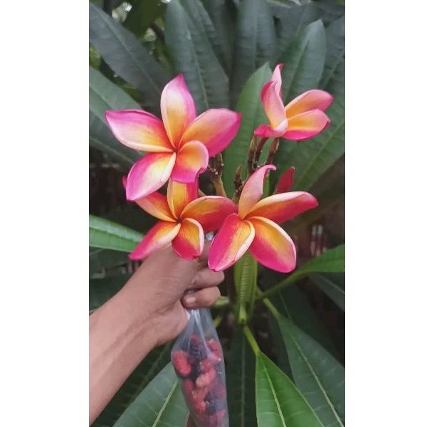 Jual Plumeria Rubra Bibit Stek Kamboja Bunga Langka Shopee Indonesia