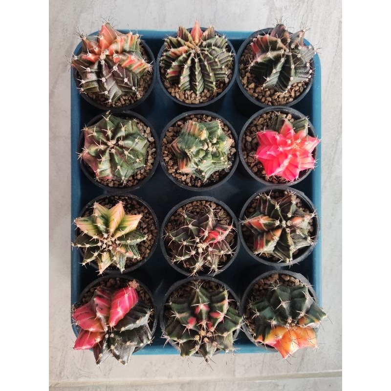 Jual Paket Kaktus Gymnocalycium Miha LB Hybrid Variegata B Shopee