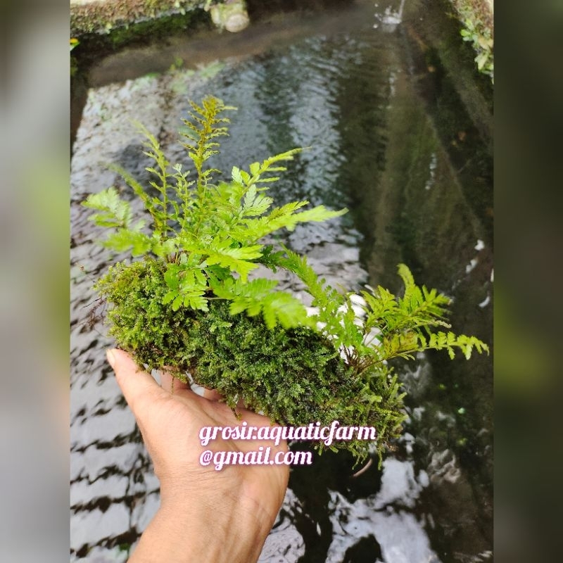 Jual Hardscape Kayu Rentek Pakis Gunung Full Mos Aquascape Paludarium