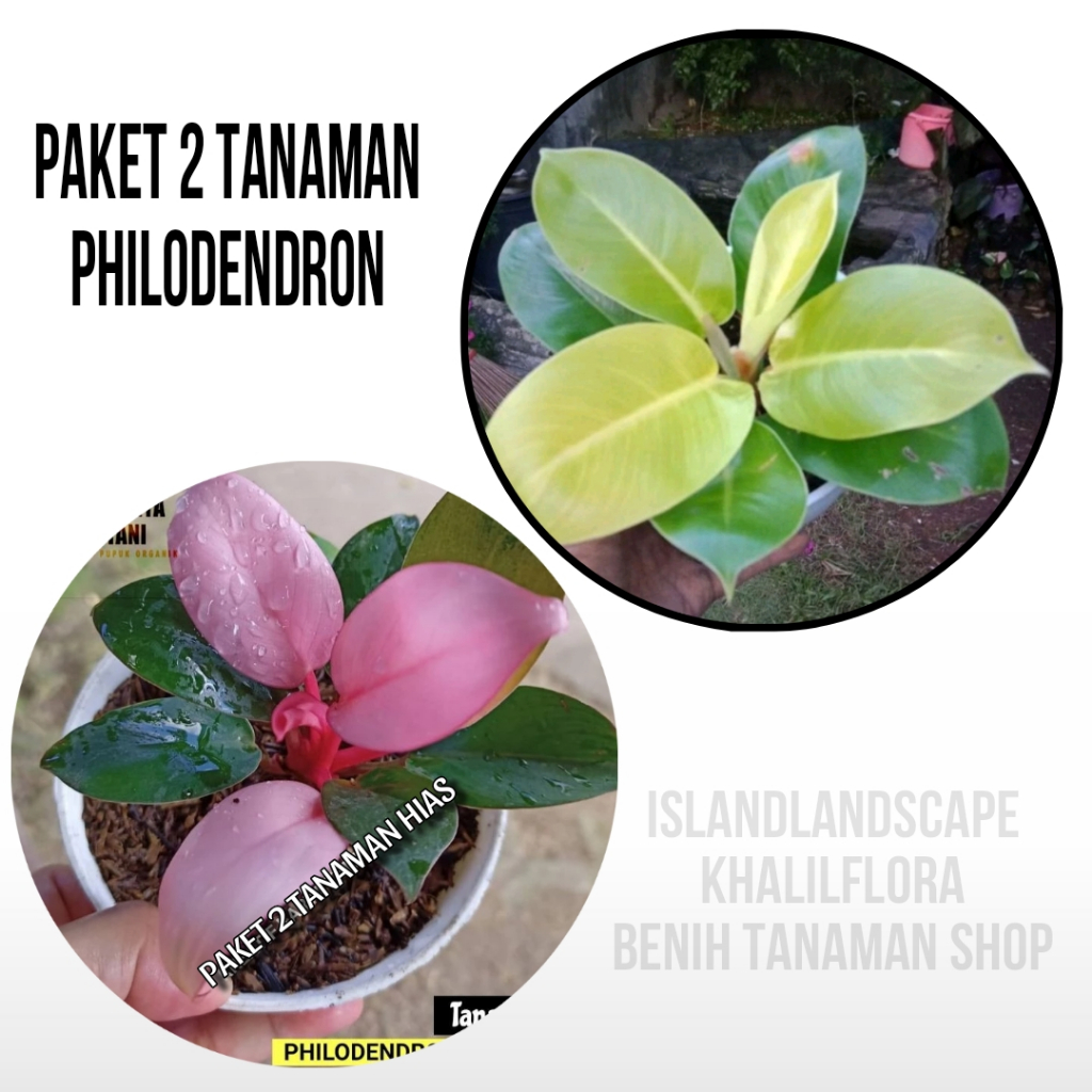 Jual Paket Tanaman Hias Philodendron Pink Congo Dan Philodendron