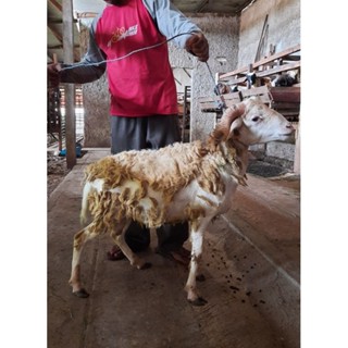 Jual Kambing Dan Domba Jantan Tipe Super Untuk Aqiqah Qurban Dan