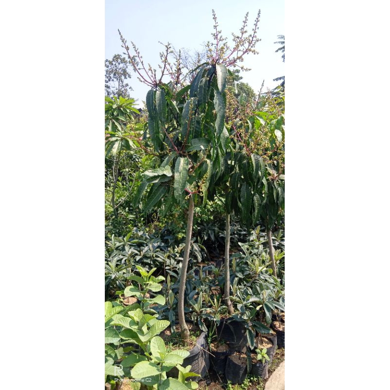 Jual Pohon Mangga Madu Anggur Berbunga Tinggi 2 Meter Batang Besar