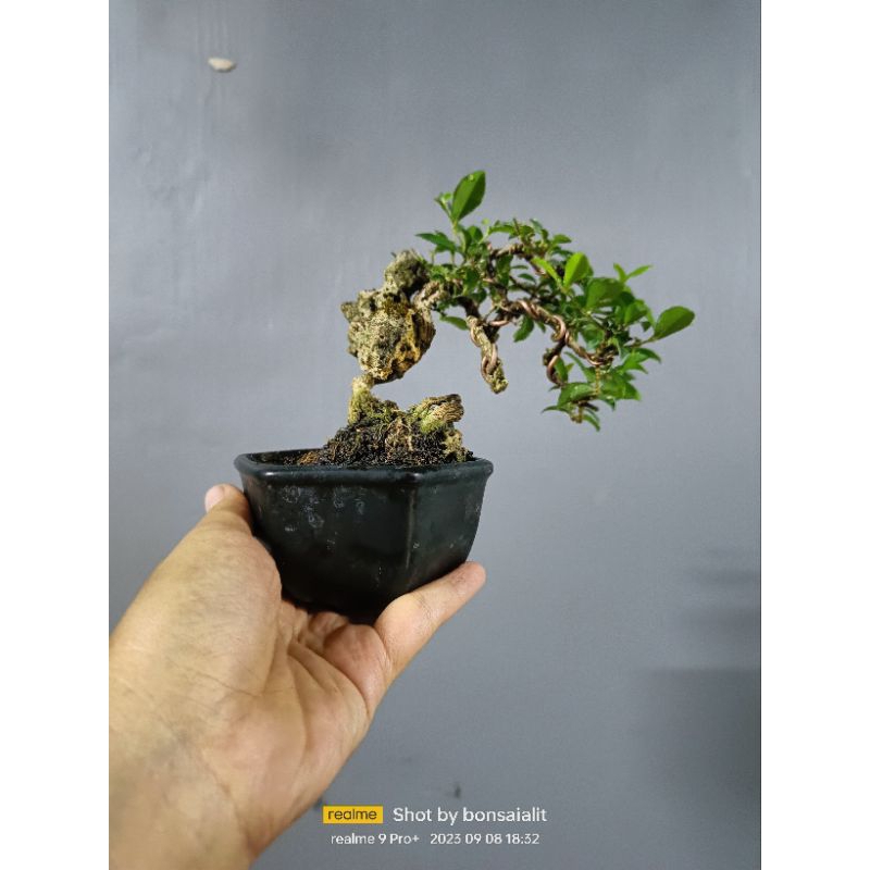 Jual Bonsai Sakura Micro Shopee Indonesia