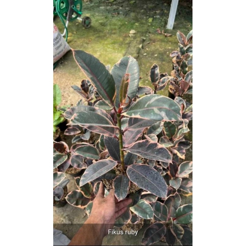 Jual Tanaman Hias Hidup Ficus Elastica Ruby Tricolor Karet Kebo Tanaman