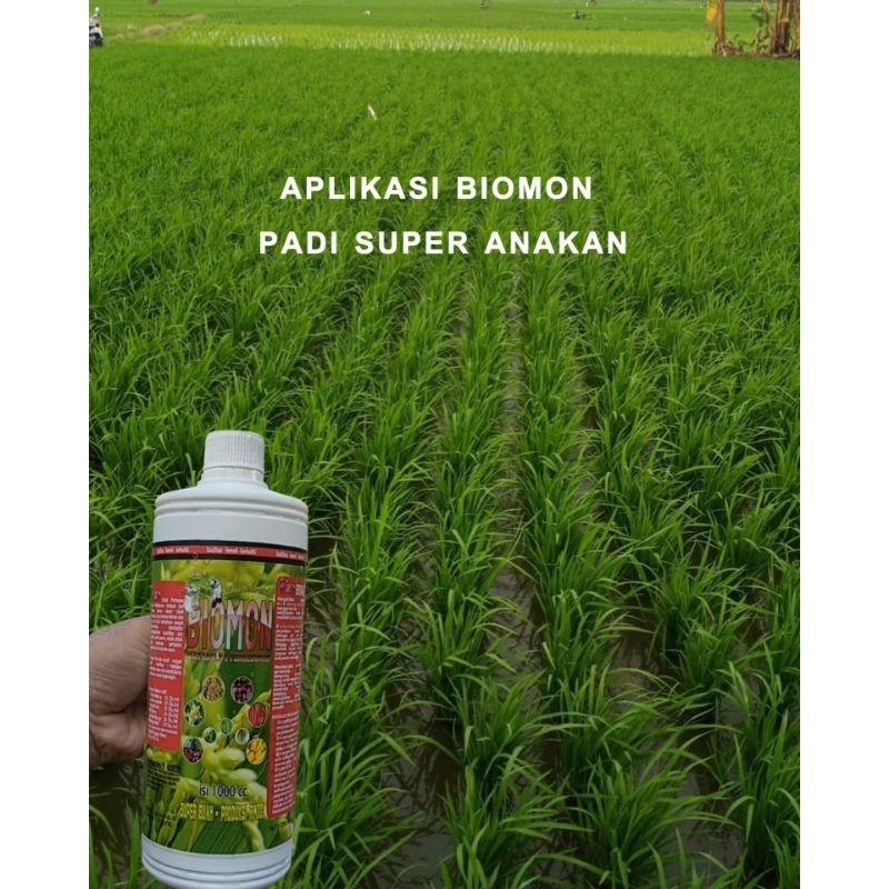 Jual Pupuk Biomon Hayati Anti Mati Pokok Mati Layu Fusarium Anti