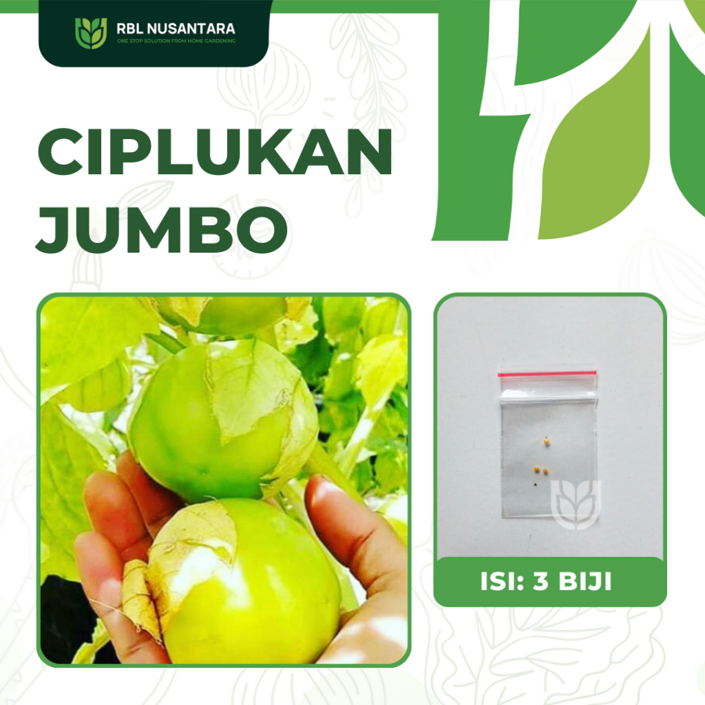 Jual Benih Ciplukan Jumbo Morel Cecenet Unggul Mudah Tumbuh Shopee