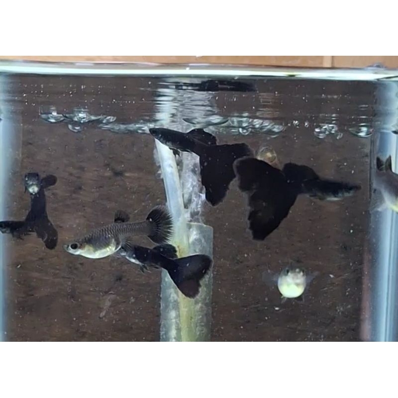 Jual Ikan Guppy Black Moscow Hiasan Aquarium Shopee Indonesia