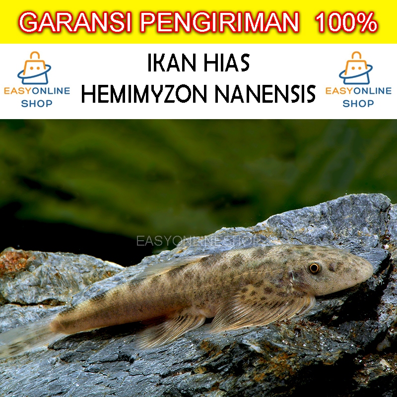 Jual Ikan Hias Nanensis Hemimyzon Algaeater Ikan Pemakan Lumut