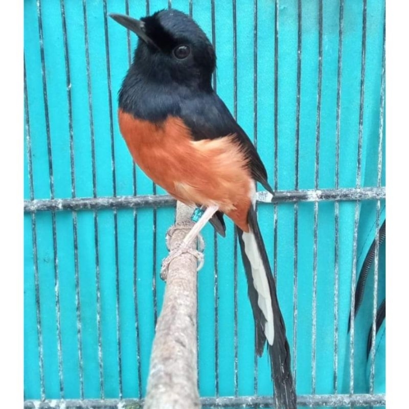 Jual Burung Murai Medan Gacoran Paket Hemat Shopee Indonesia