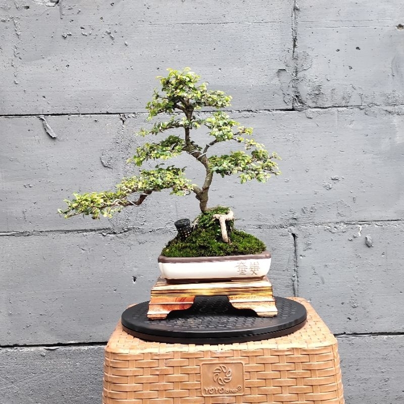 Jual Bonsai Ulmus Micro Varigata Siap Pajang Real Pic Free Kranjang