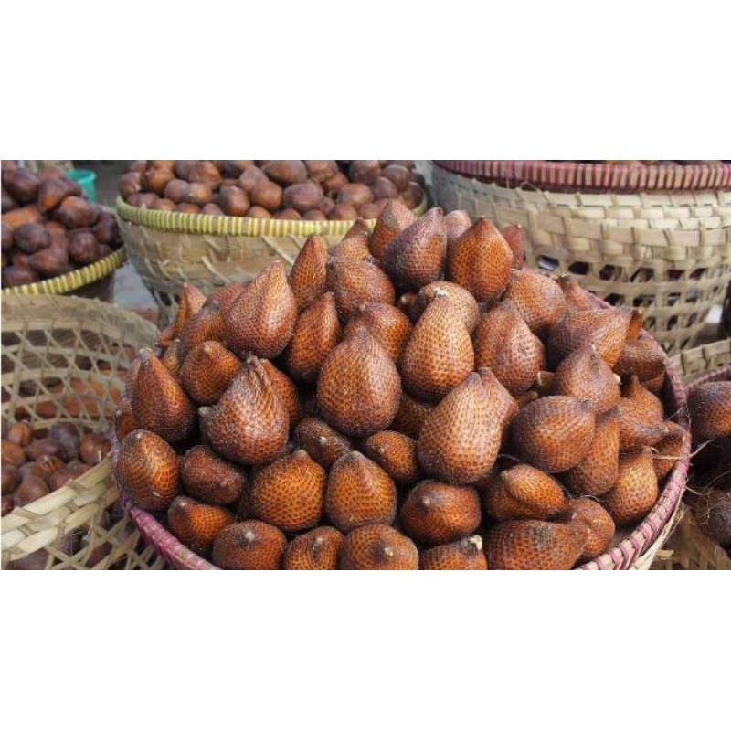 Jual Salak Pondoh Asli Srumbung Jawa Tengah Ukuran Sedang Kg