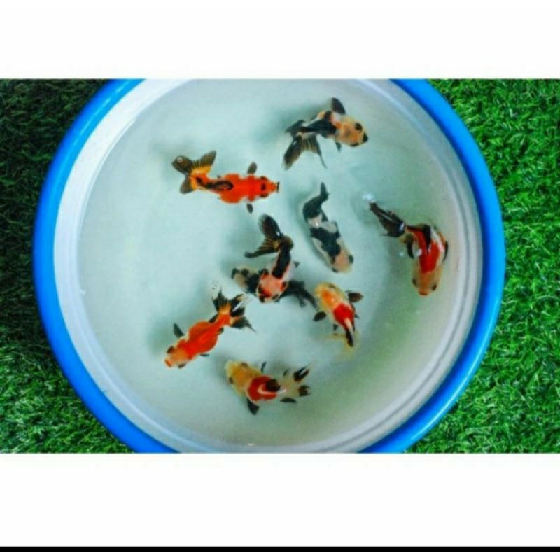 Jual Ikan Mas Koki Panda Oranda Color Tricolor Fish Ikan Mas Koky