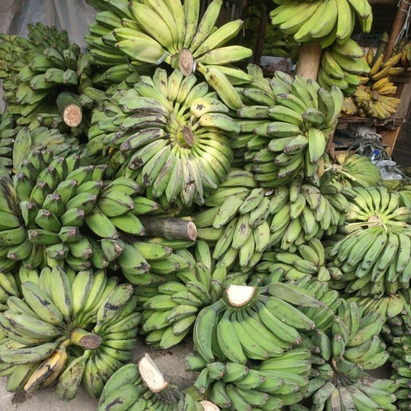 Jual Buah Pisang Kepok Mentah Petik Tua Pohon Sisir Kg Lebih