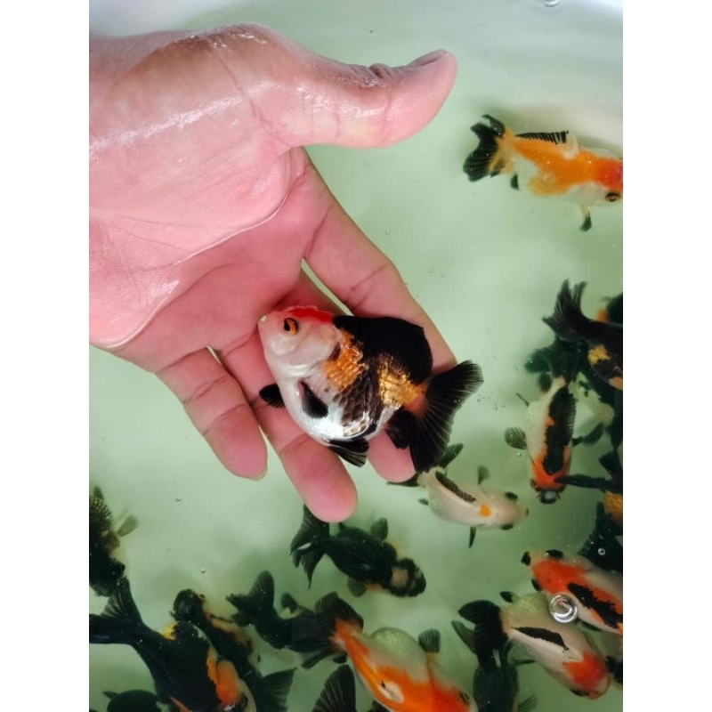 Jual Mas Koki Ikan Maskoki Oranda Panda Colours Fancy Shortbody