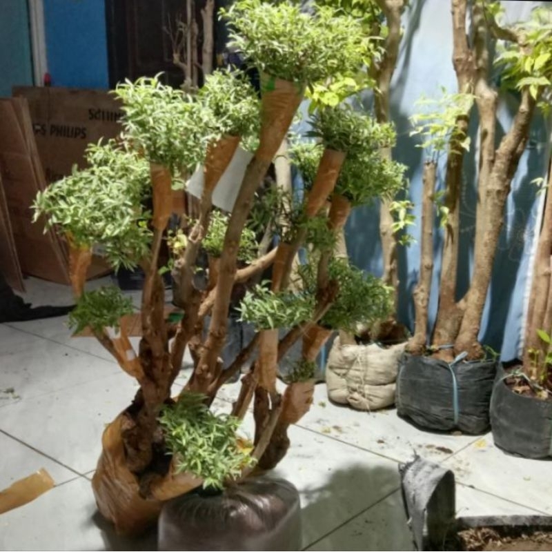 Jual Bonsai Taman Tanaman Hias Hidup Anting Putri Micro Varigata Tinggi