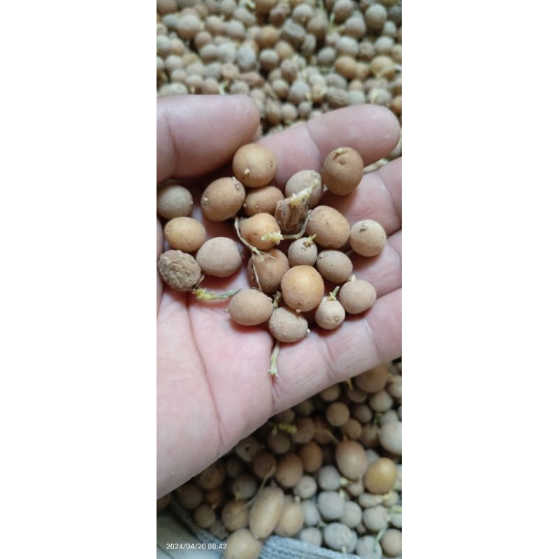 Jual Bibit Benih Kentang G Granola L Pilus Shopee Indonesia