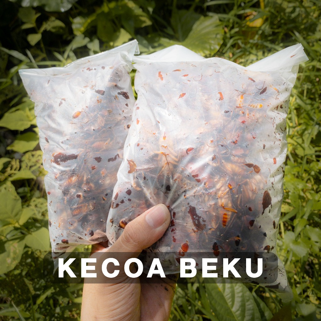 Jual Kecoa Beku Fresh Pakan Ikan Arwana Oscar Louhan Channa Dan