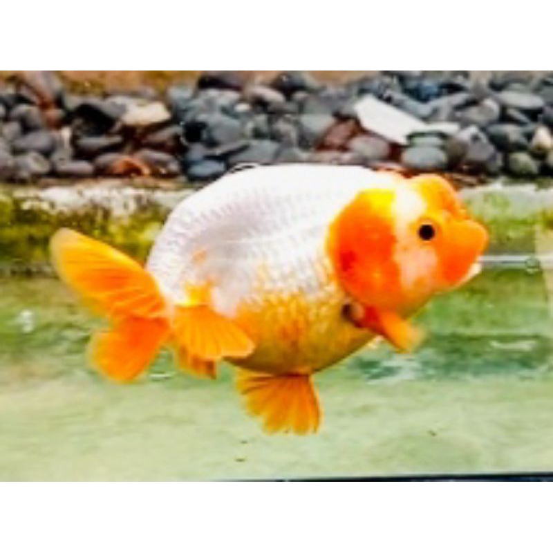 Jual Ikan Mas Koki Ranchu RW Pekat Shopee Indonesia