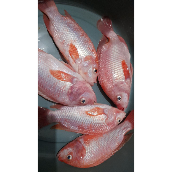 Jual Ikan Nila Merah Segar Kg Sudah Bersih Dari Jeroan Dan Sisik